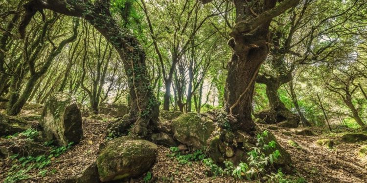 Ambiente: entra nella fase operativa la rete di monitoraggio fitosanitario delle foreste
