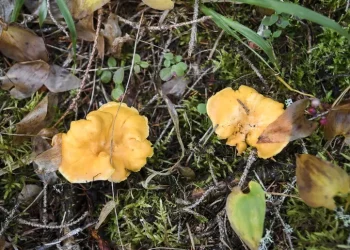 Mangiano funghi a cena, due donne intossicate a Tempio