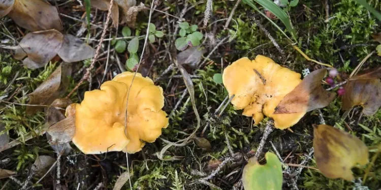 Mangiano funghi a cena, due donne intossicate a Tempio