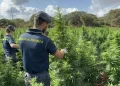 Piantagione con 4600 alberi di marijuana scovata nel Sassarese