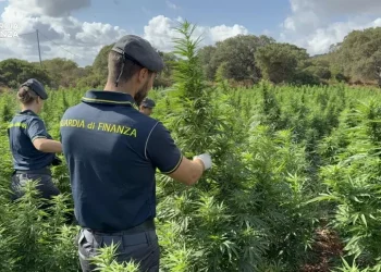 Piantagione con 4600 alberi di marijuana scovata nel Sassarese