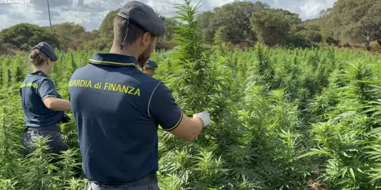 Piantagione con 4600 alberi di marijuana scovata nel Sassarese