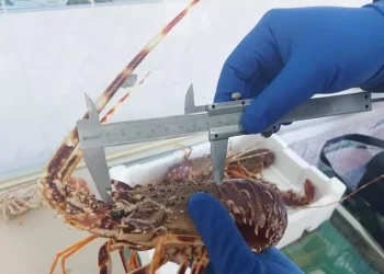 Pesca illegale e mancato tracciamento, 30mila euro di multe