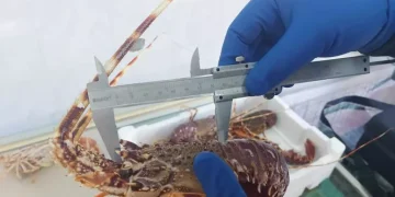 Pesca illegale e mancato tracciamento, 30mila euro di multe