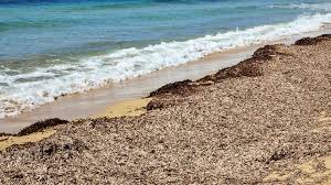 Posidonia spiaggiata: approvati i criteri per i contributi ai Comuni costieri