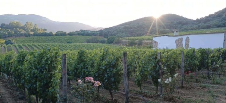 Dall’oleoturismo al turismo di ritorno passando per l’accademia aziendale