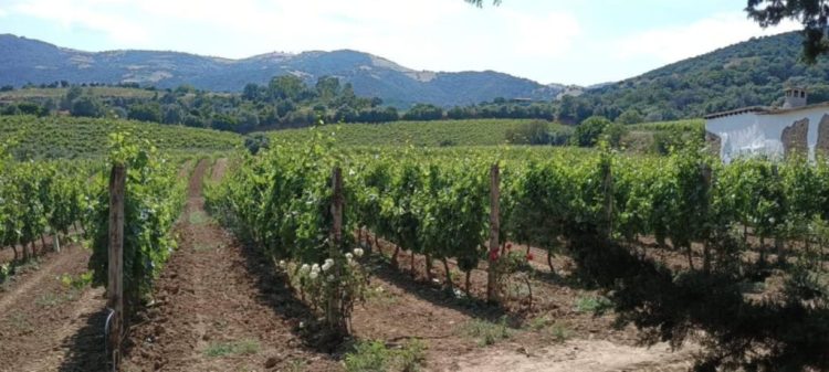 Dall’oleoturismo al turismo di ritorno passando per l’accademia aziendale