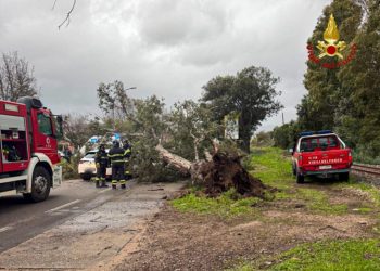 Terrore a Tortolì, albero cade su auto in transito: due persone ferite