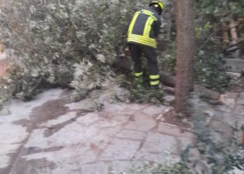 Maltempo nel Nuorese: il vento sradica alberi e pali