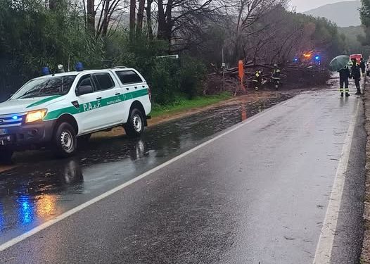 Burrasca sul litorale quartese: crolla albero sulla strada provinciale 17 a Capitana