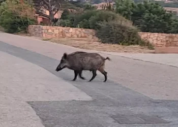 Ambientalisti-animalisti, ‘assurda altra giornata di caccia a cinghiale’