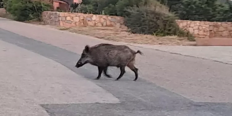 Ambientalisti-animalisti, ‘assurda altra giornata di caccia a cinghiale’