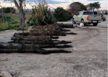 Pesca abusiva, nello stagno di Santa Giusta trenta reti sequestrate col blitz della Forestale
