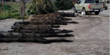 Pesca abusiva, nello stagno di Santa Giusta trenta reti sequestrate col blitz della Forestale