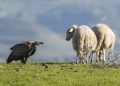 Life Safe for vultures, il 28 febbraio chiude il contest fotografico organizzato con Afni Sardegna