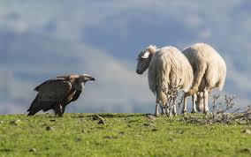 Life Safe for vultures, il 28 febbraio chiude il contest fotografico organizzato con Afni Sardegna