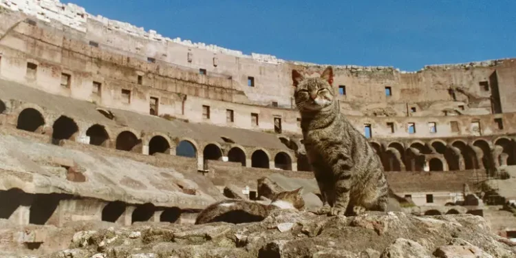 Quanto si muove un gatto? Come 4 giri di Colosseo al giorno