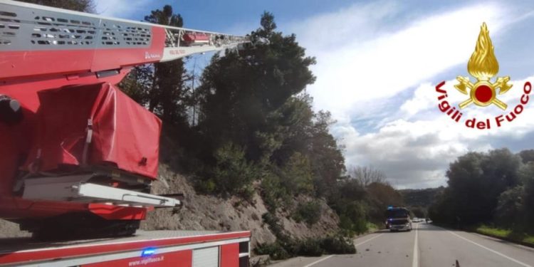 Maltempo nel Sassarese, albero rischia di crollare sulla Sassari – Ittiri: intervento dei Vigili del Fuoco