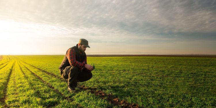Agricoltura: 75 milioni per investimenti produttivi, domande a partire dal 31 marzo