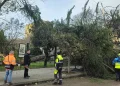 Maltempo, tre giovani feriti per caduta di alberi nel Sassarese