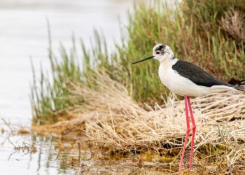 Ambiente in Sardegna: avvio del percorso tecnico formativo sulla valutazione di incidenza ambientale