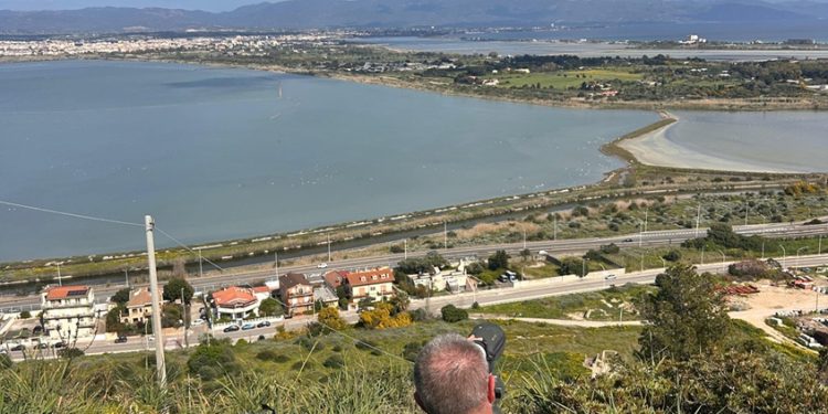 Parco di Molentargius, al via la nidificazione dei fenicotteri
