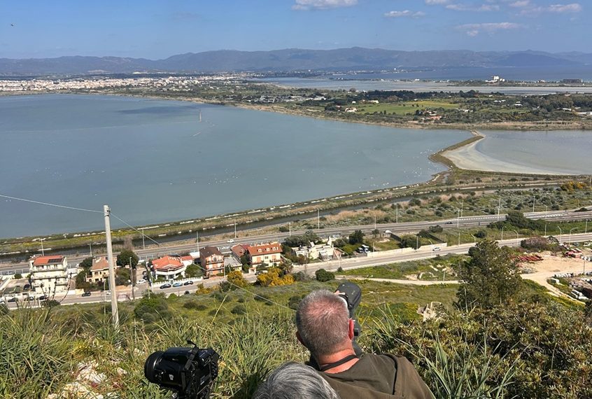 Parco di Molentargius, al via la nidificazione dei fenicotteri