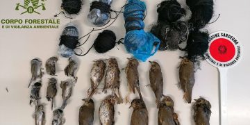 Bracconaggio a Teulada: sequestrati più di 150 uccelli, anche le capre intrappolate nelle reti