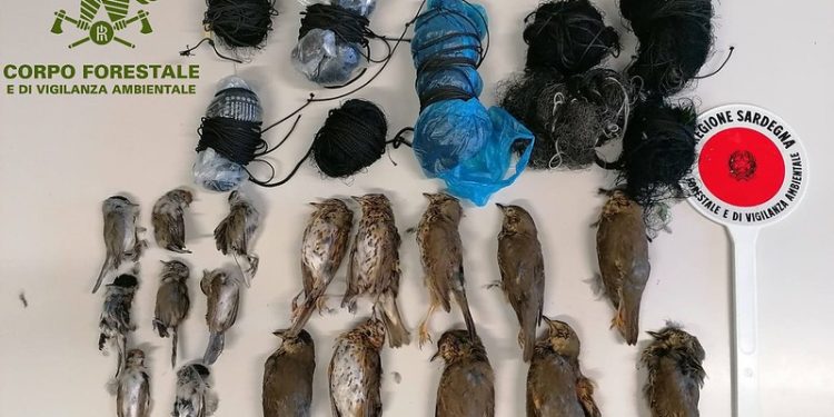 Bracconaggio a Teulada: sequestrati più di 150 uccelli, anche le capre intrappolate nelle reti