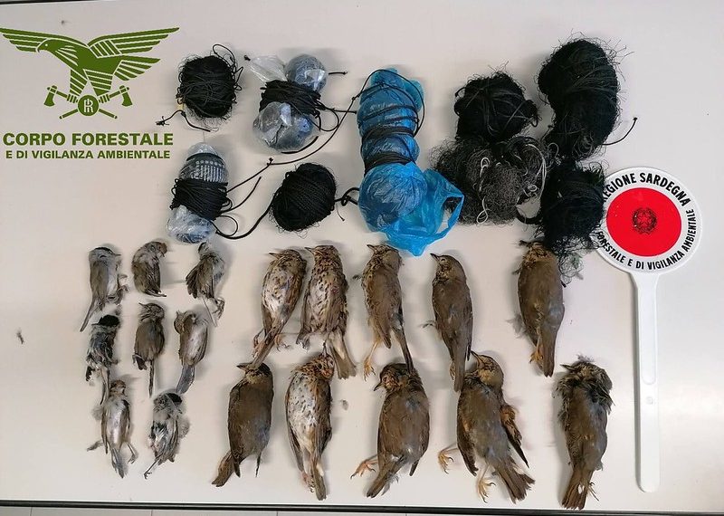 Bracconaggio a Teulada: sequestrati più di 150 uccelli, anche le capre intrappolate nelle reti