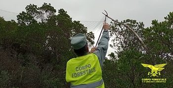 Reti e micidiali trappole: una persona segnalata per bracconaggio nel Sulcis