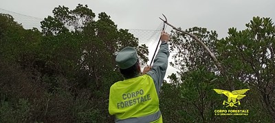 Reti e micidiali trappole: una persona segnalata per bracconaggio nel Sulcis