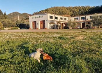 Oleoturismo, la nuova frontiera del gusto: l’Italia si rilancia tra uliveti e sapori