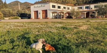 Oleoturismo, la nuova frontiera del gusto: l’Italia si rilancia tra uliveti e sapori