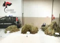 Deve scontare oltre due anni per maxi coltivazione di cannabis nel Sassarese, arrestato