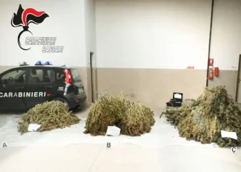 Deve scontare oltre due anni per maxi coltivazione di cannabis nel Sassarese, arrestato