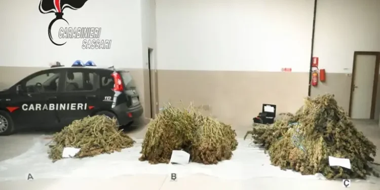 Deve scontare oltre due anni per maxi coltivazione di cannabis nel Sassarese, arrestato