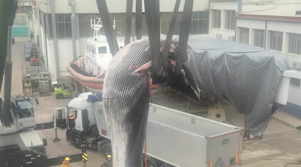 Napoli, recuperata la balenottera morta nel porto: maxi operazione della Guardia Costiera