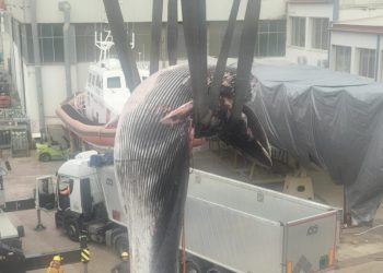 Napoli, recuperata la balenottera morta nel porto: maxi operazione della Guardia Costiera