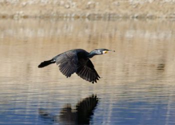 Cormorani, aggiornati i criteri di censimento: dalla Regione una prima risposta concreta al comparto ittico