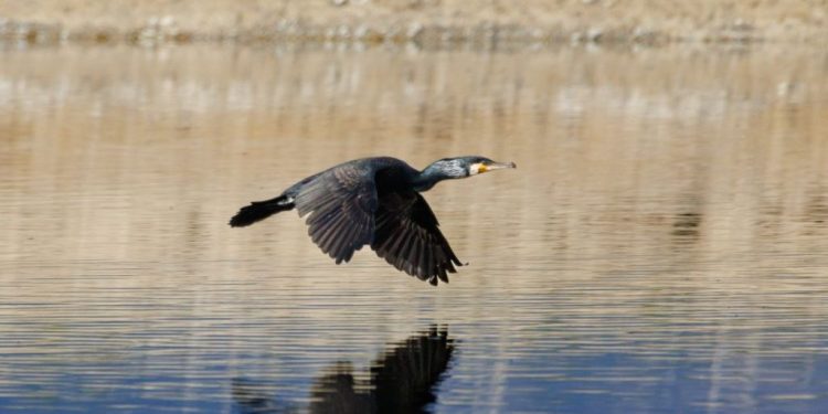 Cormorani, aggiornati i criteri di censimento: dalla Regione una prima risposta concreta al comparto ittico