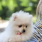 Sardegna, Giagoni (Lega): a Cagliari barbarie inaccettabile, animale schiacciato da escavatore