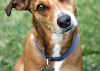 Microchip day a Uta il 27 marzo