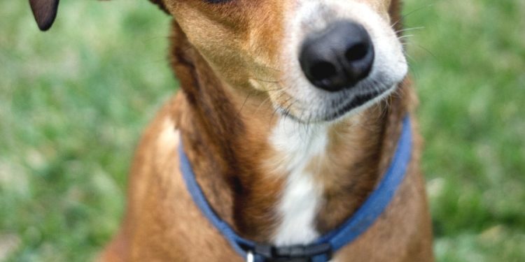 Microchip day a Uta il 27 marzo