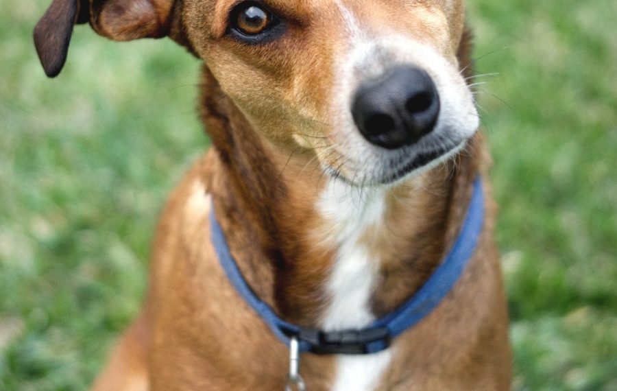 Microchip day a Uta il 27 marzo