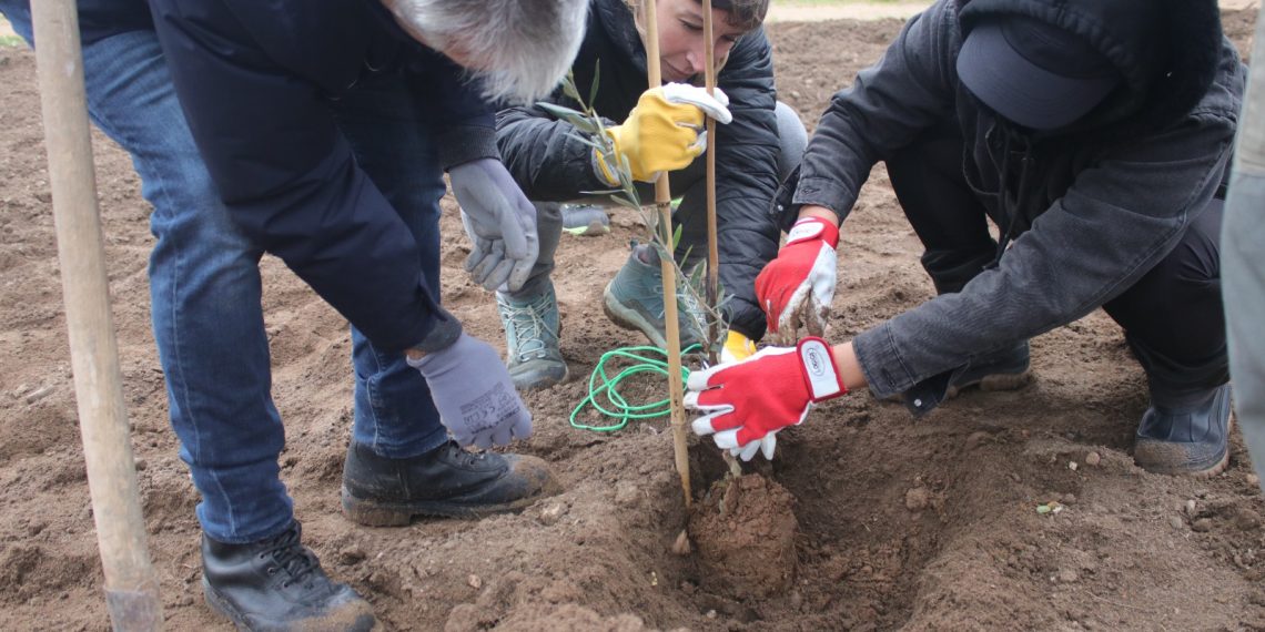 Molentargius, l’8 aprile inaugurazione oliveto sperimentale nella piana di Is Arenas