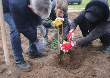 Molentargius, l’8 aprile inaugurazione oliveto sperimentale nella piana di Is Arenas