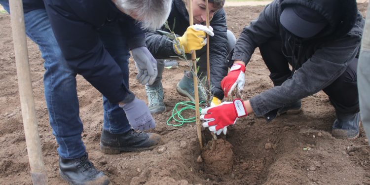 Molentargius, l’8 aprile inaugurazione oliveto sperimentale nella piana di Is Arenas