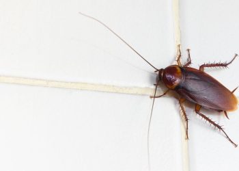 Ambiente: dalla Regione 8,5 milioni alle Province per la lotta a insetti nocivi, parassiti e roditori