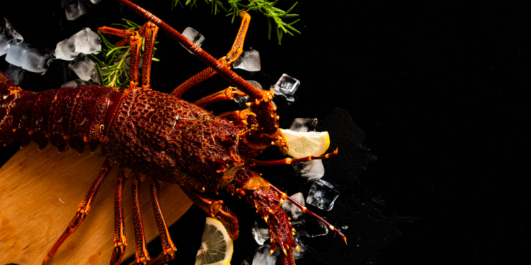 Comprano gli astici al ristorante e li liberano nel Tirreno, ma è reato: “Sono la specie americana”